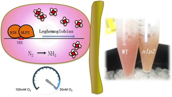 Science| NIN-Like Protein Transcription factors regulate leghemoglobin genes in legume nodules