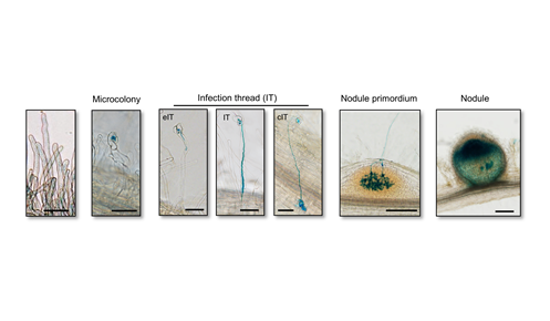 PNAS| Intracellular infection by symbiotic bacteria requires the mitotic kinase AURORA1