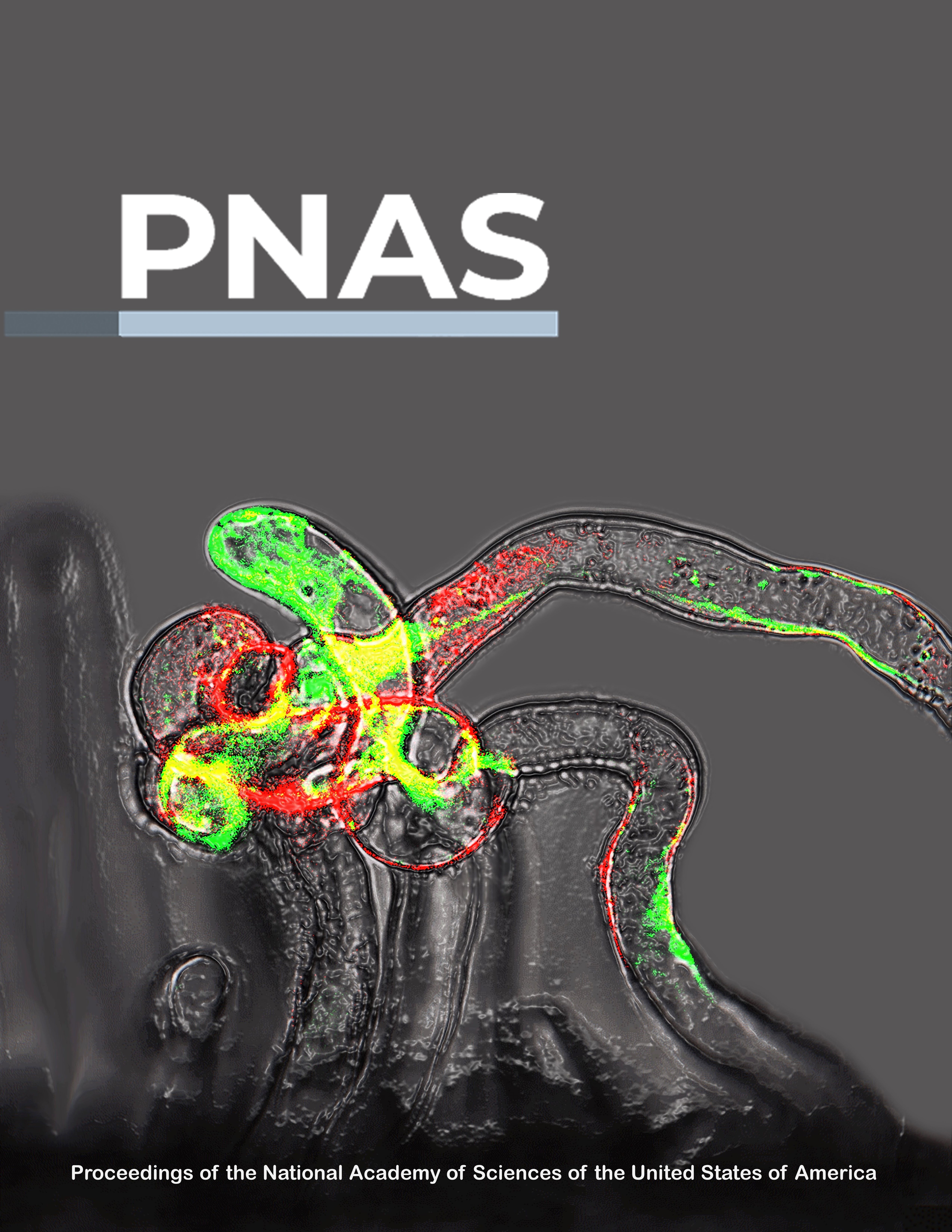 Intracellular infection by symbiotic bacteria requires the mitotic kinase  AURORA1